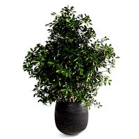 Indoor Plant Schefflera