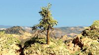 Pinyon Pine 13
