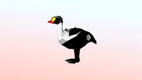 King eider Low Polygon Animal Arctic sea ocean Low-poly 3D model