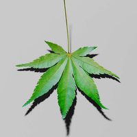 Japanese maple leaf -Acer Palmatum