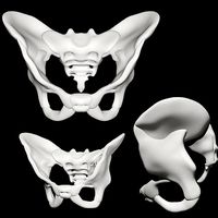 Human Pelvis