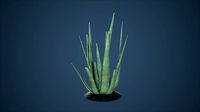 Aloevera Low Poly Game Ready