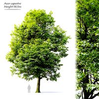 Acer campestre