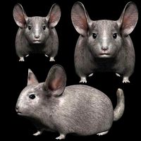 Chinchilla mouse