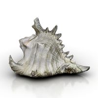 Cockle-shell 3D Model