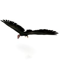 Condor 3D Model