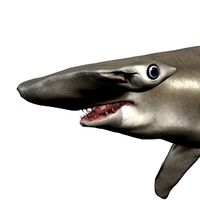 Hammerhead Shark