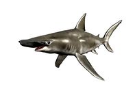 Standart Hammerhead Shark