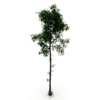 Tree 3D Model