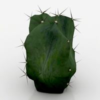 Cactus 3D Model