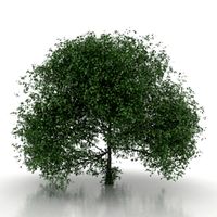 Tree 3D Model