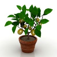 Plant 3D Model