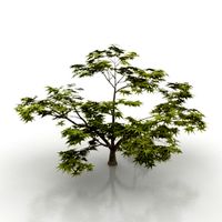 Tree 3D Model