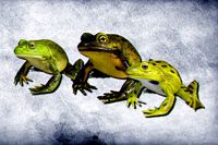 Animated Bullfrogs Volume 1