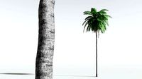EVERYPlant Coconut Palm 06 --18 Models--