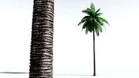EVERYPlant Coconut Palm 05 --18 Models--