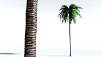 EVERYPlant Coconut Palm 04 --18 Models--