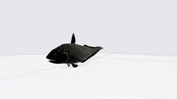 abyssal grenadier fish
