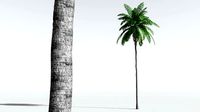 EVERYPlant Coconut Palm 03 --18 Models--
