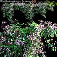 Jasminum polyanthum - Pink jasmine 03