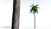 EVERYPlant Coconut Palm 02 --18 Models--