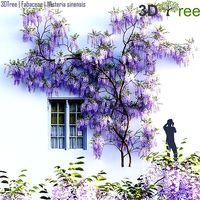 Fabaceae - Wisteria sinensis 07