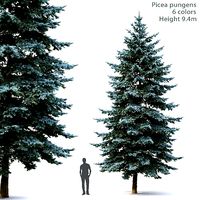 Picea Pungens  05