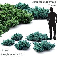 Juniperus Squamata 01