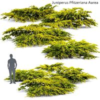 Juniperus Pfitzeriana Aurea 02