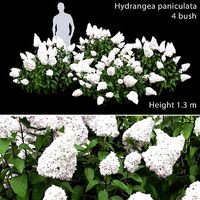 Hydrangea Paniculata Bush 02