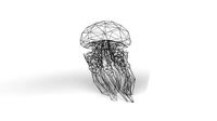 Jellyfish Wireframe