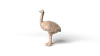 Ostrich Low Poligonal