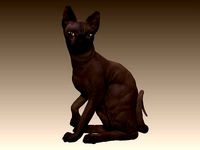 Sphinx cat