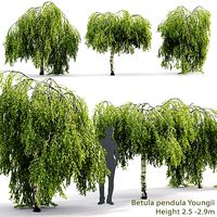 Betula Pendula Youngii 02