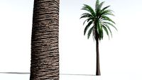 EVERYPlant Date Palm 08 --16 Models--