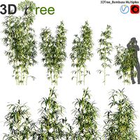 Bambusa Multiplex - Hedge Bamboo 01
