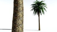 EVERYPlant Date Palm 07 --16 Models--