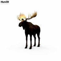 Moose HD