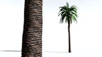 EVERYPlant Date Palm 05 --16 Models--