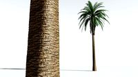 EVERYPlant Date Palm 04 --16 Models--