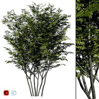 Honey Locust