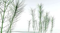 EVERYPlant Common Horsetail 04 --15 Models--