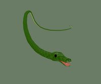 Snake
