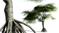EVERYPlant Red Mangrove LowPoly 12 --12 Models--