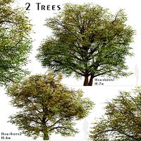 Set of Hawthorn or Crataegus Trees - 2 Trees