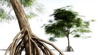EVERYPlant Red Mangrove LowPoly 11 --12 Models--