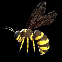 wasp low poly and fully rigged