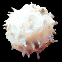 Lymphocyte