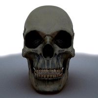 Skull