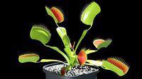 Venus flytrap